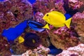 Zebrasoma xanthurum Ã¢â¬â Yellowtail Tang, Blue Tang - Paracanthurus hepatus and yellow tang - Zebrasoma flavescens Royalty Free Stock Photo