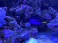 Blue Tang, salt water fish