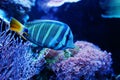 Blue tang or surgeonfish fish at aquarium Royalty Free Stock Photo