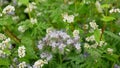 Blue tansy cover crop field bloom Phacelia tanacetifolia Buckwheat Fagopyrum esculentum plant lacy purple detail farmed