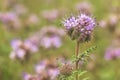 Blue tansy of phacelia flowering plant in cultivated field