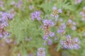 Blue tansy of phacelia flowering plant in cultivated field