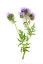 Blue tansy ( phacelia) isolated