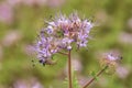 Blue tansy or Phacelia tanacetifolia also known as scorpionweed or heliotrope growing in field as cover crop