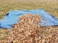 Blue tarp and fallen brown leaves in autumn or winter