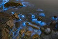 Blue tears noctiluca scintillans.