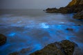 Blue tears Noctiluca scintillans.