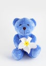 Blue teddy bear Royalty Free Stock Photo