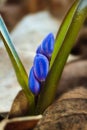 Blue tender buds of squill Scilla bifolia L grow in dirty snow and dead leaves, forest meadow