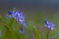 Blue tender flowers of squill Scilla bifolia L in a meadow, MarÃÂh day, shallow dof background close-up