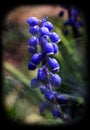 Blue tender muscari flowers on a dark background