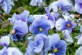 Blue tender Viola Cornuta pansy flowers blooming