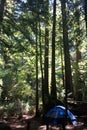 Blue tent in the redwoods