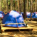 Blue tents of scouts or tourists in the forest on wooden platforms. In a bright sunny day. Square.