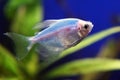 Blue Ternary genetically modified fish in the aquarium. Gymnocorymbus ternetzi Royalty Free Stock Photo