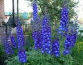 Blue terry flowers with a white middle of the delphinium of the New Zealand selection (variety Cobalt Dreams) bloom