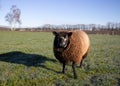 Blue Texel sheep in a meadow in the Netherlands Royalty Free Stock Photo