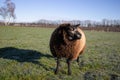 Blue Texel sheep in a meadow in the Netherlands Royalty Free Stock Photo