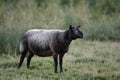 Blue Texel Sheep Standing Alert in Field