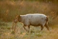 Blue Texel Sheep Walking During Golden Hour