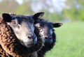 Blue Texelaar sheep Royalty Free Stock Photo