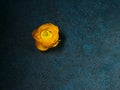 On a blue textural background, the Ranunculus flower is yellow. Royalty Free Stock Photo