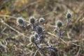 The blue thistle in autumn time. The blue globe thistle blossom flowering and blooming against background Royalty Free Stock Photo