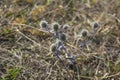 The blue thistle in autumn time. The blue globe thistle blossom flowering and blooming against background Royalty Free Stock Photo