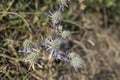 The blue thistle in autumn time. The blue globe thistle blossom flowering and blooming against background Royalty Free Stock Photo