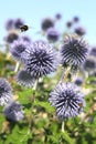Blue thistle and bumblebee in a flowerbed Royalty Free Stock Photo
