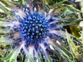 Blue Thistle (eryngium) flower close up Royalty Free Stock Photo