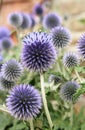 Blue Thistle Royalty Free Stock Photo