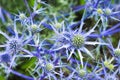 Blue thistle flower Royalty Free Stock Photo