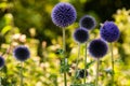 Blue thistle flowers.