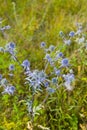 Blue thistle flowers on meadow Royalty Free Stock Photo