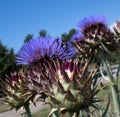 Blue thistle flowers outside in summer. A closeup Royalty Free Stock Photo