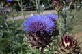 Blue thistle flowers outside in summer. A closeup Royalty Free Stock Photo