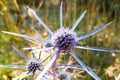 Blue thistle flowers in sunlight. Cres Island, Croatia. Royalty Free Stock Photo