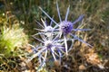 Blue thistle flowers in sunlight. Cres Island, Croatia. Royalty Free Stock Photo