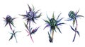 Blue Thistle Plant Watercolor Collection Royalty Free Stock Photo