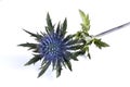 Blue Thistle on white background