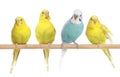 Blue and three yellow budgerigars on a branch