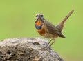 Blue throat, beautiful brown bird with blue and orange feathers on its neck perching on dirt rock and having