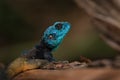 Blue-throated Agama - Acanthocercus atricollis