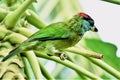 Green Bird, Blue throated Barbet, Basanta bouri