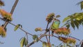 Blue-throated Barbet Eating Seeds