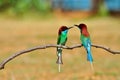 Blue throated bee eater (bird)