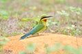 Blue-throated Bee-eater bird Royalty Free Stock Photo