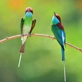 Blue throated Bee eater bird