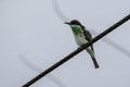 Blue-throated bee-eater standing on tree branch Royalty Free Stock Photo